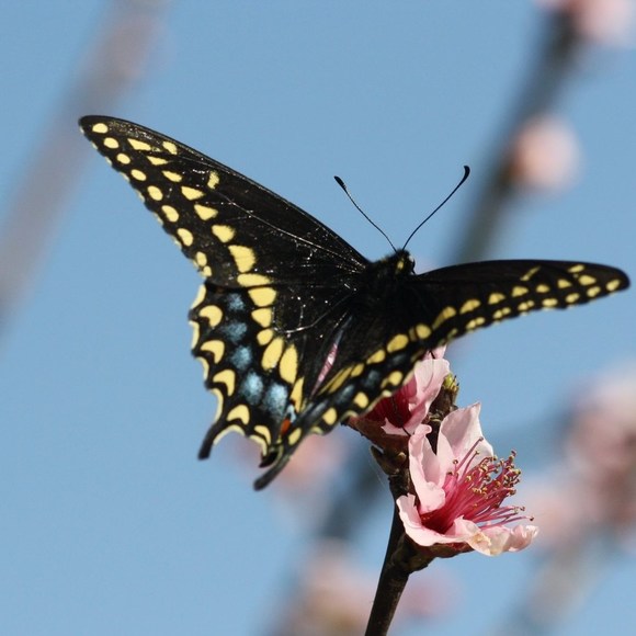 Meet your Posher, Rachel - Picture 1 of 1